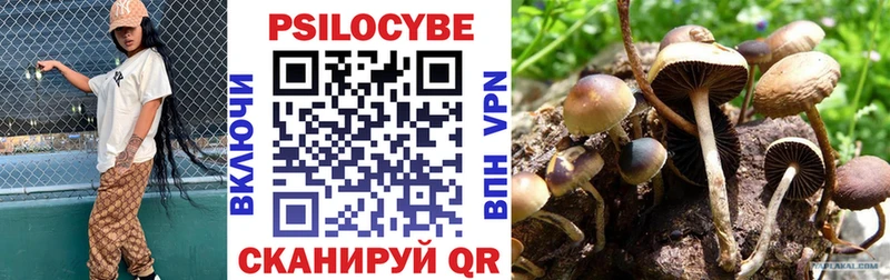 мега tor  Пошехонье  Псилоцибиновые грибы Psilocybe 